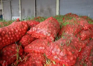 22 ton soğan çöp oldu! Şanlıurfa'da sinirleri geren olay