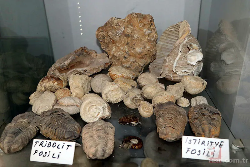 Eskişehir'de dinozorlardan önce yok olmuş canlı fosili buldu! Tam 550 milyon yıl öncesine ait... 1