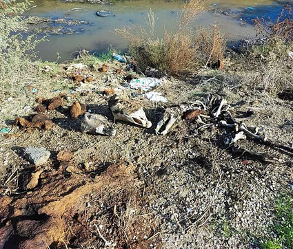 Mide bulandıran görüntü! Her yerde kemik var