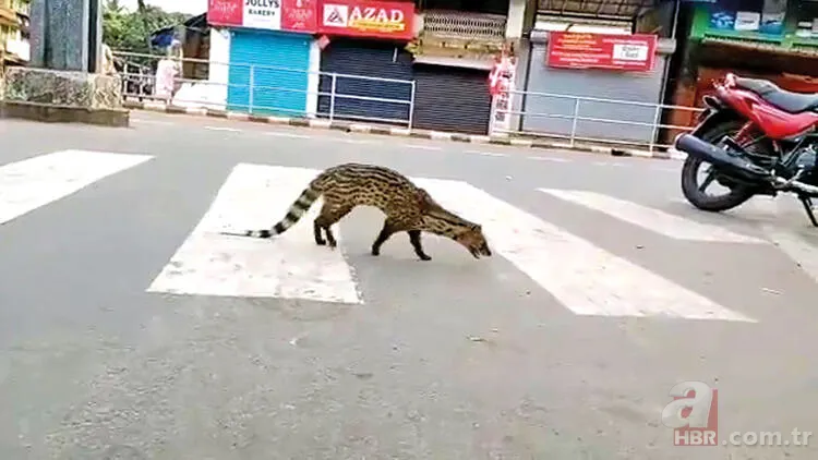 Koronavirüs nedeniyle sokağa çıkmak yasaklanmıştı! Sokakta yıllardır görülmeyen misk kedisi görüntülendi 2