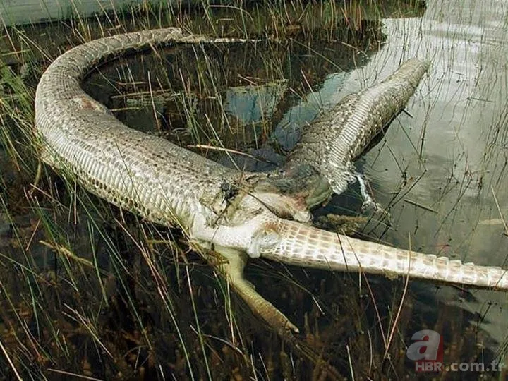 Dev piton 2 metrelik timsahı yutamayınca... 23