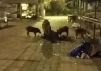 Domuz sürüsü Marmaris'te pazara indi