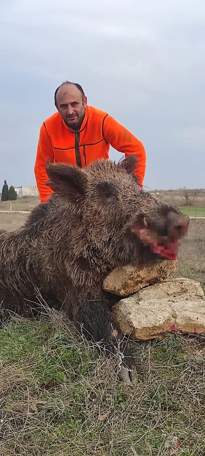 Bilecik’te 220 kiloluk dev domuz avcıya saldırdı! O anlar kamerada 4