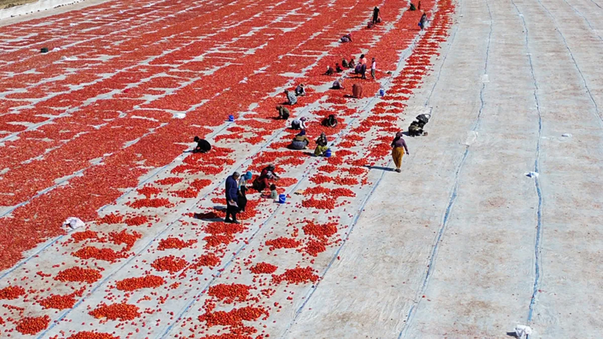 Şanlıurfa'da domates üretimine sıcaklık engeli!