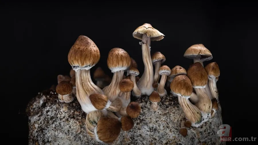 Depresyon tedavisinde yeni dönem: Bu mantar beyindeki döngüleri kırıyor 4
