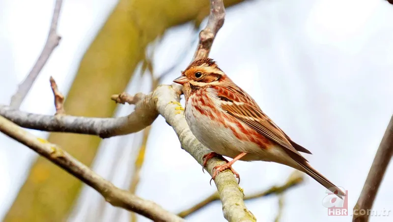 Türkiye'de nadir görülüyor! 'Ak kaşlı kiraz kuşu' Zonguldak'ta görüntülendi 3