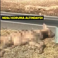 Yaban hayatın en tehlikelisi! Nesli Türkiyede koruma altındaydı! Kazada öldü