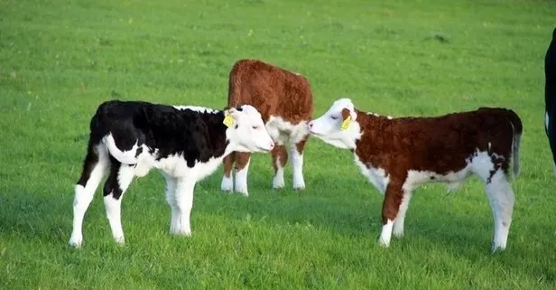 2022 Buzağı destekleri ne zaman yatacak? Buzağı desteği başvuruları başladı mı? İşte tarihler... - 5