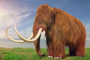 Mamut fosili aslında bakın hangi hayvan çıktı