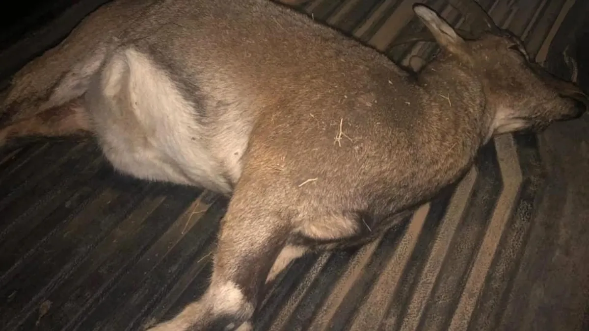 Dağ keçisi avına rekor ceza! Cep yakacak