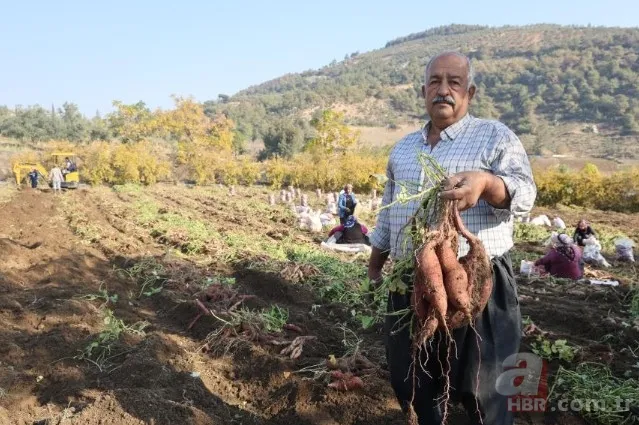Tarlada 30 manavda 70 TL! Kuraklık vurdu verim yarıya indi 10