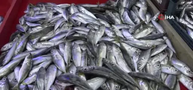 Kütahya’da Balık Pazarı'nda hareketlilik