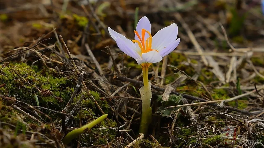 2. cemre suya ne zaman düşer? İlk, İkinci ve Üçüncü Cemre Tarihleri 2025 3