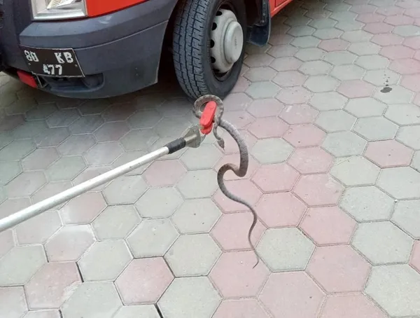 osmaniyede-yilan-panigi-1668060879365.jpg Osmaniye’de yılan paniği! - 1