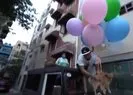 Köpeğini uçan balona bağlayıp...