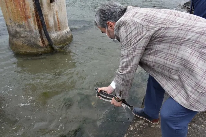 Nesli tükenmekte olan mersin balığı Karadeniz ile buluştu - 5