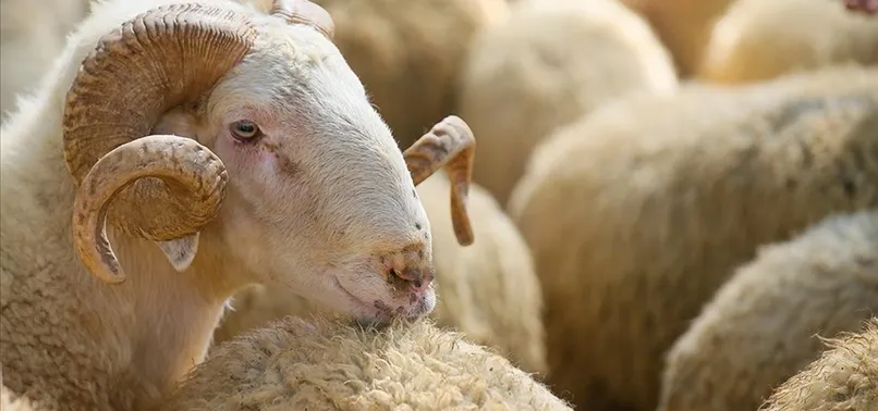 DİYANET 2023 Kurban Bayramı ne zaman? Kurban Bayramı hangi güne denk geliyor? Dini günler takvimi!