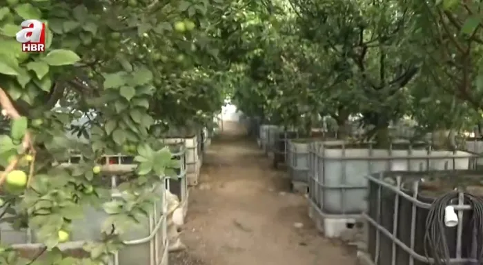 1771746767069.jpeg Bir kilosu çeyrek altın değerinde! Toros Dağları'ndan seraya yolculuk - 1