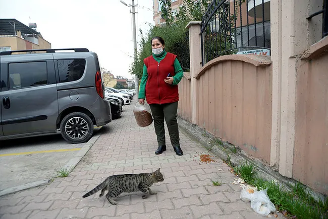 Mersin'de dehşete düşüren olay! 15 kedi zehirlenerek telef edildi - 6