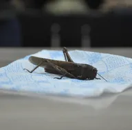 Çekirge istilası İrana yönelmişti! O ilimizde görüldü