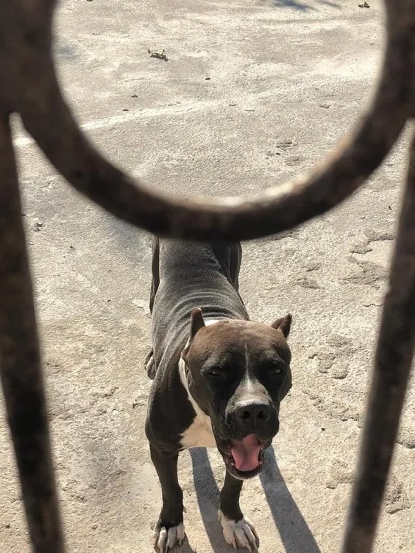 Son dakika: Hukukçu profesör Hakan Pekcanıtez'e büyük ayıp: Köpeği ailesine sahibi kendisine saldırdı - 1