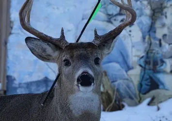 Hayrete düşüren geyik! Kafasına saplanan okla yaşıyor