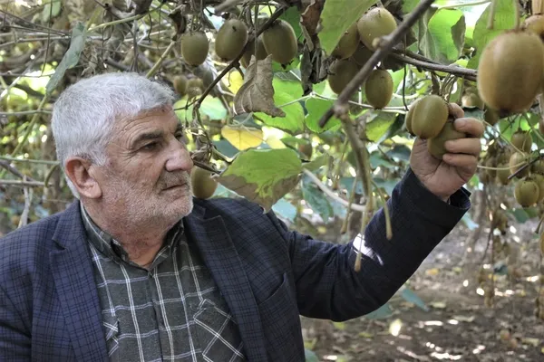 Yalova’da kivi üreticisi 10 dönümlük bahçeden 280 bin TL kazandı
