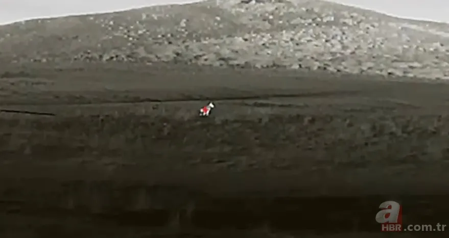 Kurtlar inek çiftliğini bastı! Sığırlarını kaybeden sahibi çözümü katliamda buldu | Bu görüntüler dehşete düşürdü 20