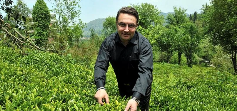 Türkiye organik çay üreten tek ülke olacak