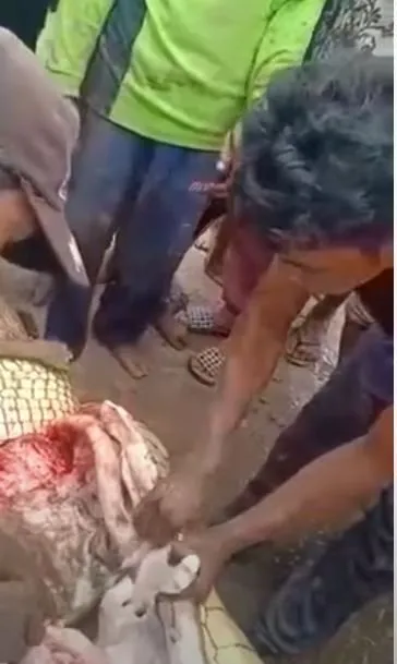 Timsahın karnından insan çıktı! Kan donduran anlar böyle görüntülendi...