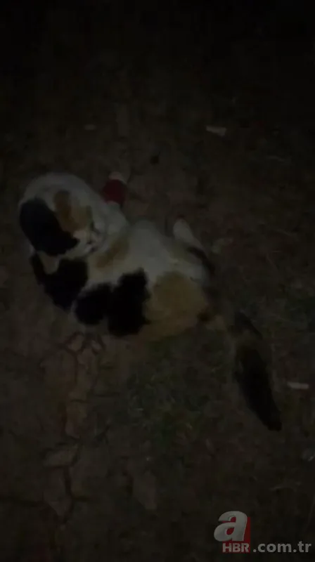 Antalya'da vahşet! Ağaca asılı halde bulundular 9