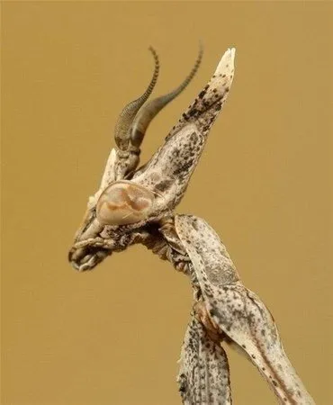 ahaber