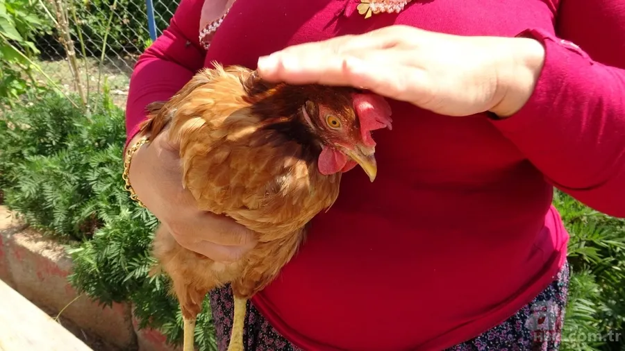 Tavuk kümesine girince gözlerine inanamadı 🥚 Günlük yumurtalarının üstünde adı ve soyadının baş harflerini gördü 🐔 6