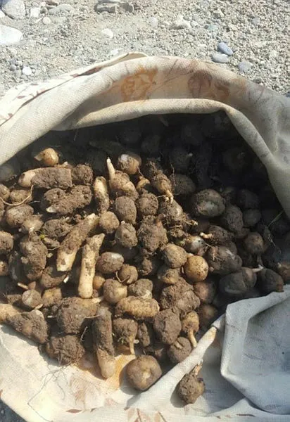 zonguldakta-salep-soganiyla-yakalanan-3-kisiye-724-bin-lira-ceza-1619159013503.jpg Zonguldak’ta salep soğanıyla yakalanan 3 kişiye 724 bin lira ceza - 1