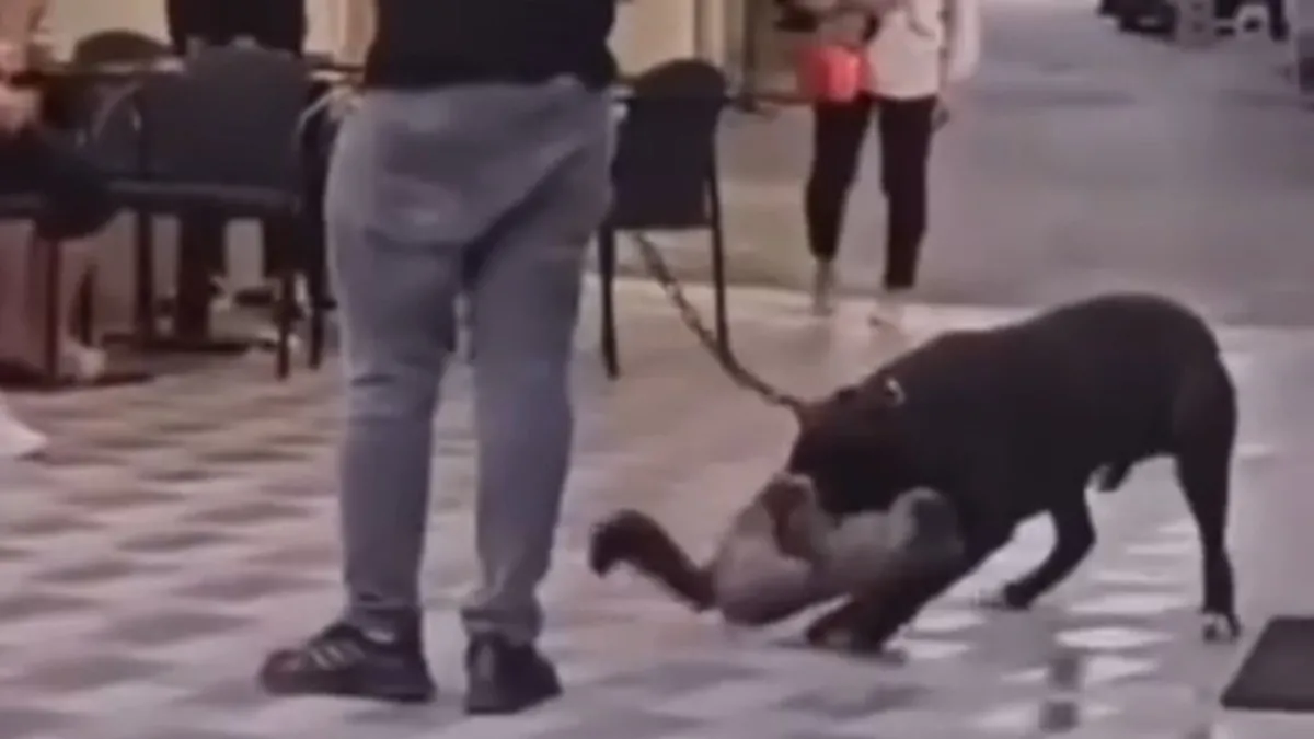 İzmir'de yasaklı ırk köpek dehşeti!