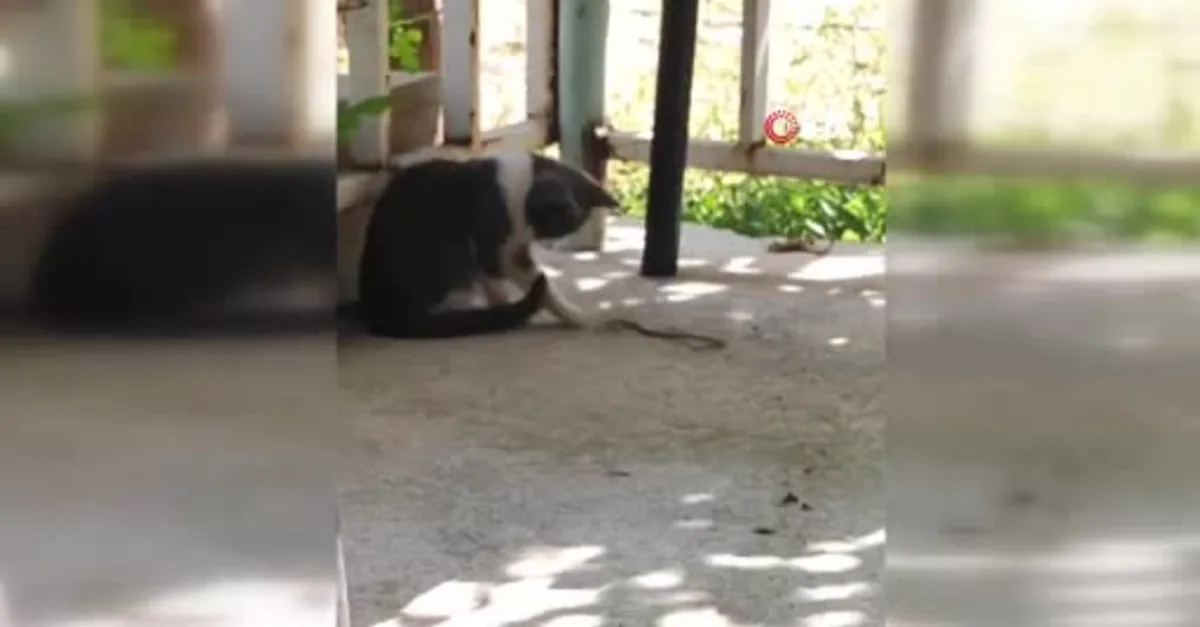 Kedi bu kez fareyle değil yılanla oynadı