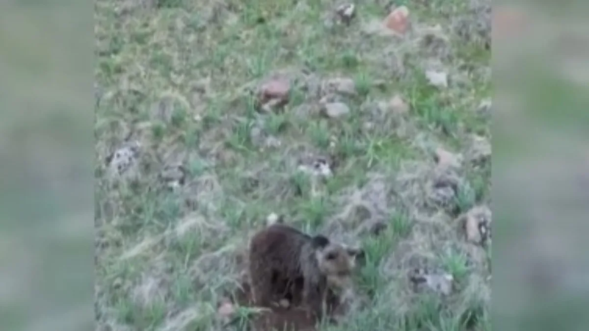 Ormanda toprağı kazarken görüldü!
