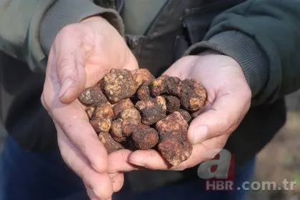 Dünyanın en pahalı mantarını özel eğitimli köpekler buluyor! Kilosu 1500 TL