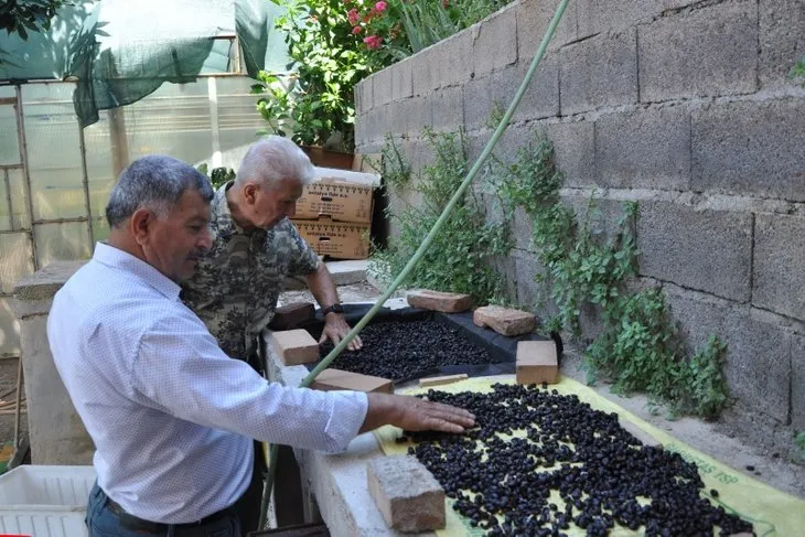 Türkiye’de bir ilk! Tropikal bahçede kahve meyvesi yetiştirdi, kilosunu 400 TL’den satıyor