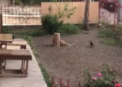 Saksağan kuşunun gazabına uğradı! Ankara’da vatandaşlar anbean görüntüledi 🐕🆚🐦