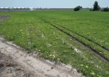 Çukurova'da aşırı sıcaklar ürünleri yaktı