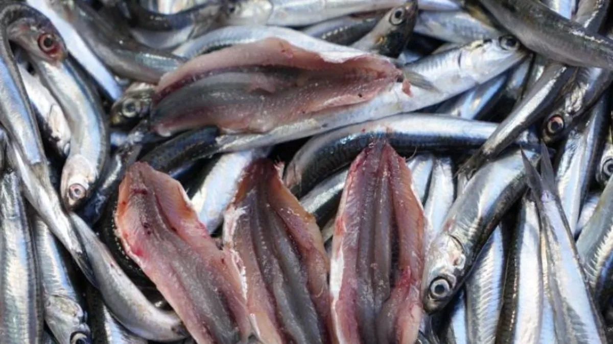 Hamsinin kilosu 100 liraya düştü tezgahlar şenlendi