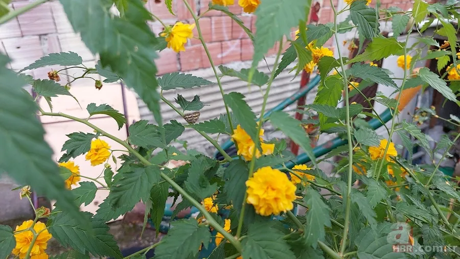 Çiftçilerin kabusu: Vampir kelebek! Artan sıcaklıklar ile yeniden ortaya çıktı 6