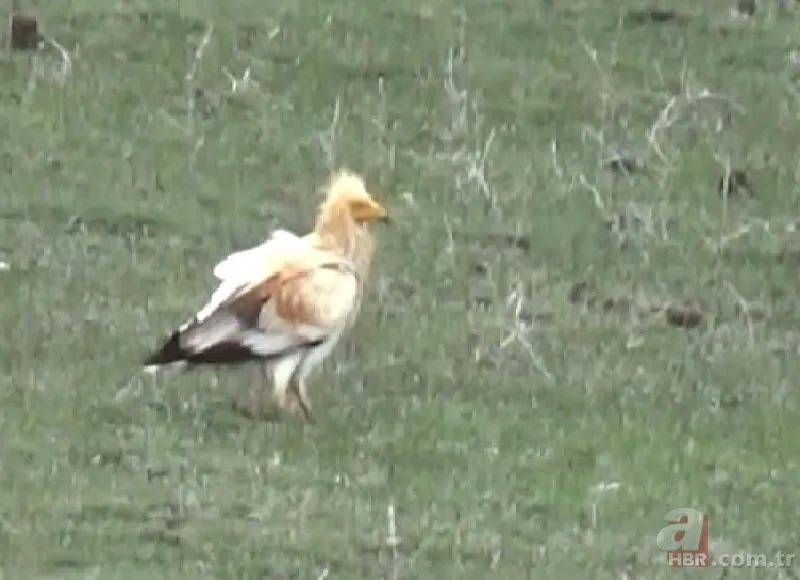 Rengiyle dikkat çekti! Nesli tükenme tehlikesi altındaki akbaba böyle görüntülendi 3