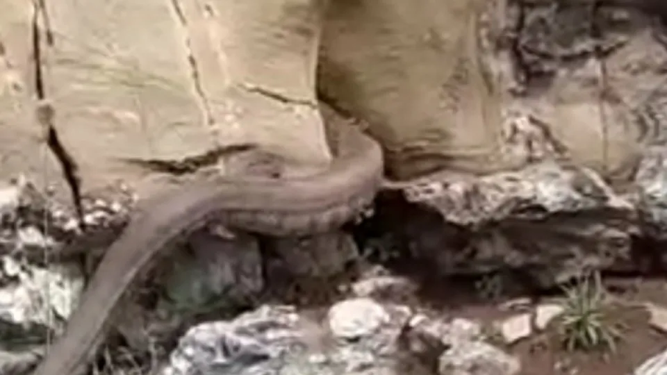 Sıcaklarla birlikte ortaya çıktılar! Kayalıklar arasında görülen 2 metrelik dev yılan...