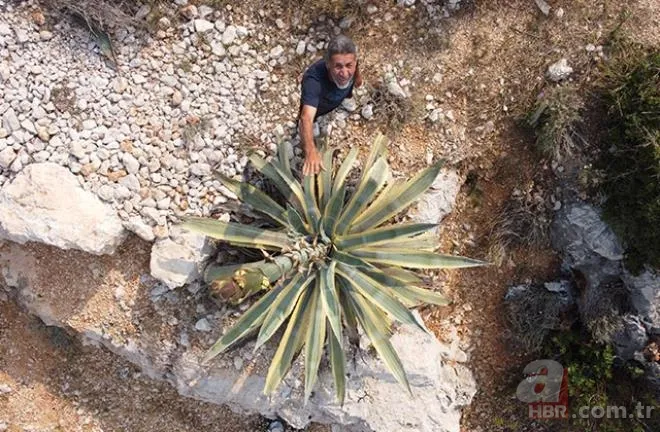 Mersinliler şaşkın! 50 yıldır kimse fark etmedi! 🌱25 günde 4 metreyi geçti 8
