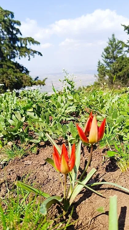 Senede bir kere açıp 10 gün yaşıyor! Koparmanın cezası 557 bin lira