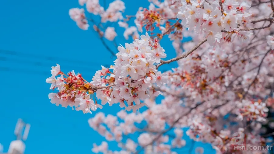 2026 Nevruz Bayramı ne zaman? İşte tarihi ve gelenekleri 1