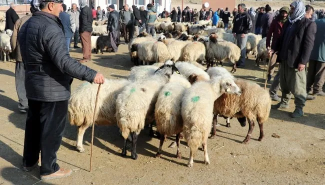 Katar 30 yıl sonra Türkiye'den ilk kez küçükbaş hayvan aldı - 2