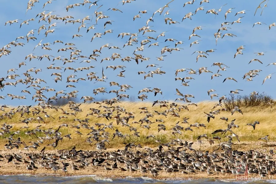 Mola vermeden 13 bin kilometre uçtu! İşte dünyanın en dayanıklı kuşu 6